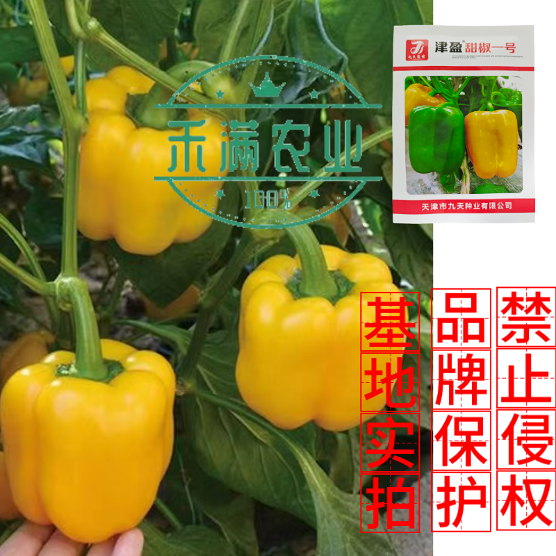 黄色甜椒种子灯笼辣椒阳台四季秧彩椒蔬菜幼苗秧苗菜苗种籽孑