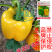 黄色甜椒种子灯笼辣椒阳台四季秧彩椒蔬菜幼苗秧苗菜苗种籽孑