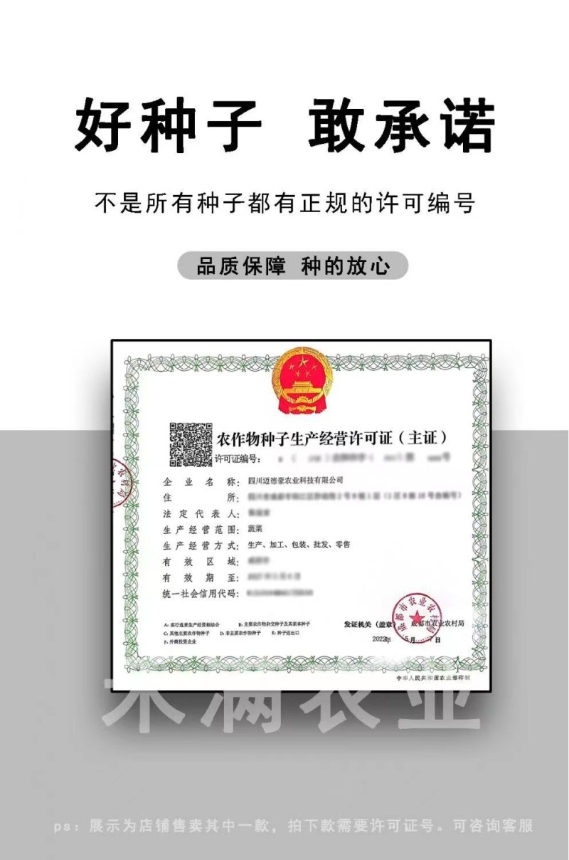 黄色甜椒种子灯笼辣椒阳台四季秧彩椒蔬菜幼苗秧苗菜苗种籽孑