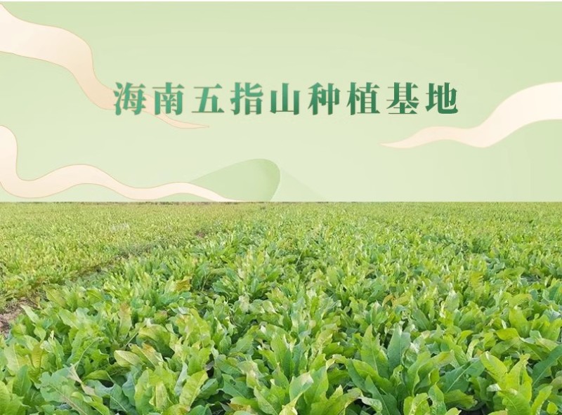 五指山食叶草海南酸叶汤新鲜食叶草鲜叶500g