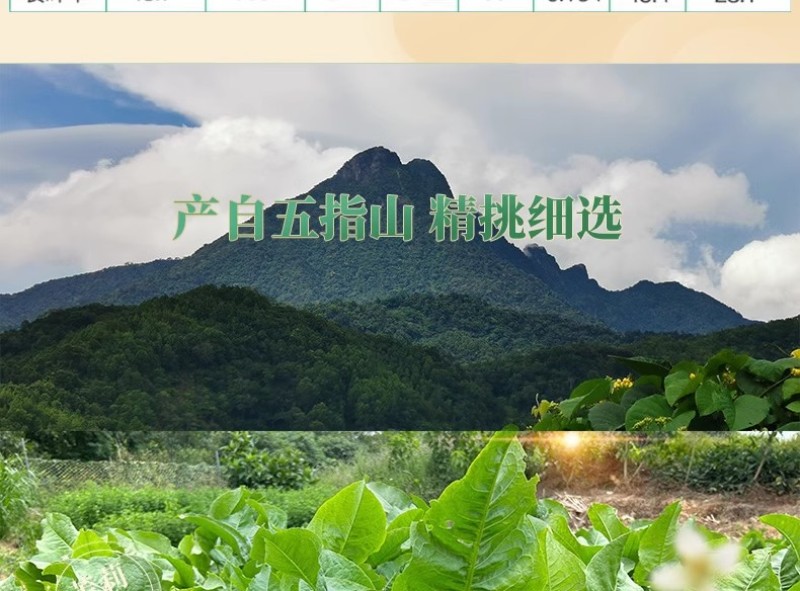 五指山食叶草海南酸叶汤新鲜食叶草鲜叶500g