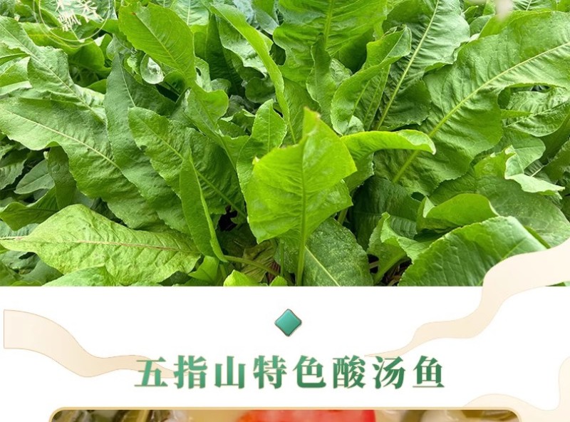 五指山食叶草海南酸叶汤新鲜食叶草鲜叶500g