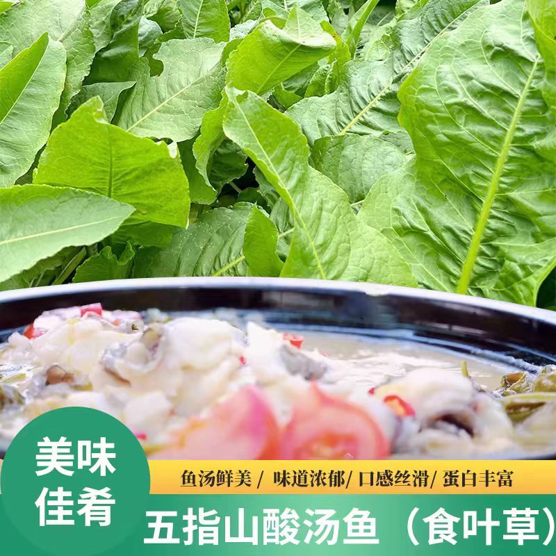五指山食叶草海南酸叶汤新鲜食叶草鲜叶500g