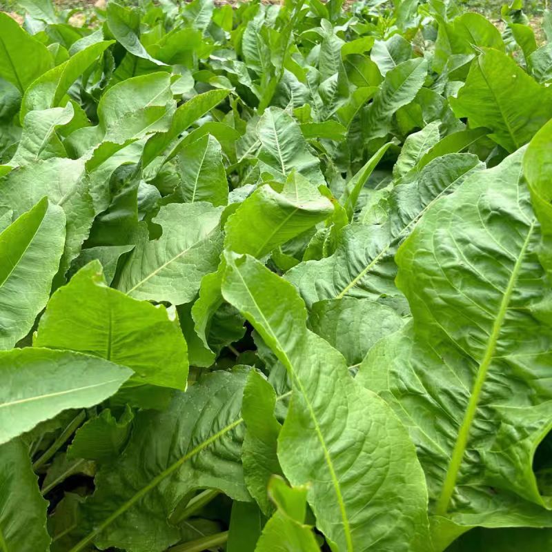 五指山食叶草海南酸叶汤新鲜食叶草鲜叶500g