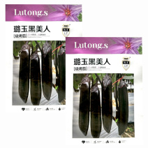 璐玉黑美人烧烤茄口感绵软早熟南北方高产抗病春秋播种耐运输