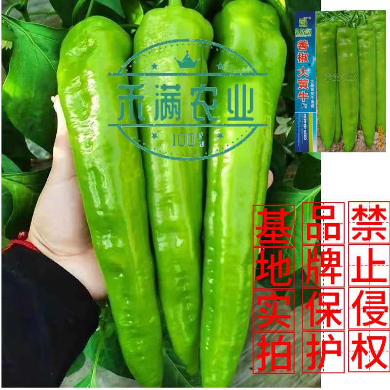 大黄牛大果黄皮牛角椒种籽辣椒种子大全椒种籽四季蔬菜种籽辣