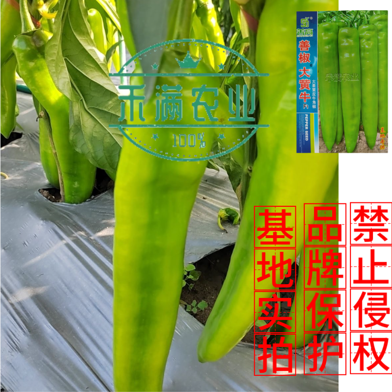 大黄牛大果黄皮牛角椒种籽辣椒种子大全椒种籽四季蔬菜种籽辣