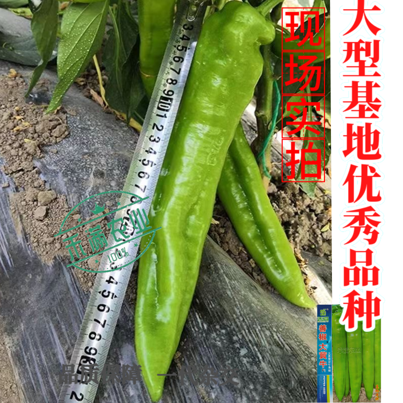 大黄牛大果黄皮牛角椒种籽辣椒种子大全椒种籽四季蔬菜种籽辣