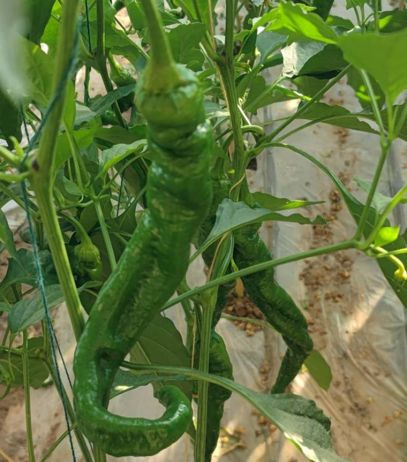 新鲜陇椒螺丝椒辣椒甘肃辣椒产地直供