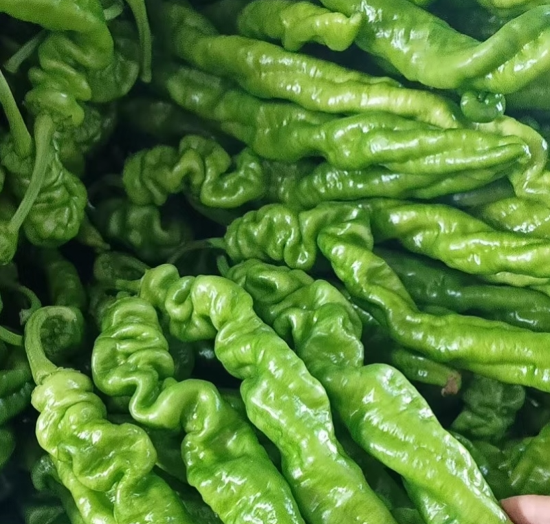 新鲜陇椒螺丝椒辣椒甘肃辣椒产地直供