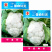 中厦雪白60天花椰菜菜花种子耐热抗病白花菜优质花椰