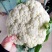 中厦雪白60天花椰菜菜花种子耐热抗病白花菜优质花椰