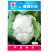 中厦雪白60天花椰菜菜花种子耐热抗病白花菜优质花椰