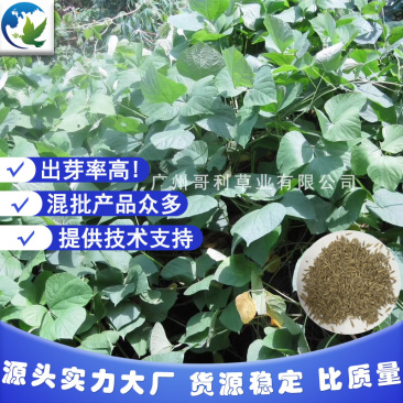 葛藤爬藤类灌木草种子草籽草种籽护坡边坡批耐盐碱易生长绿化