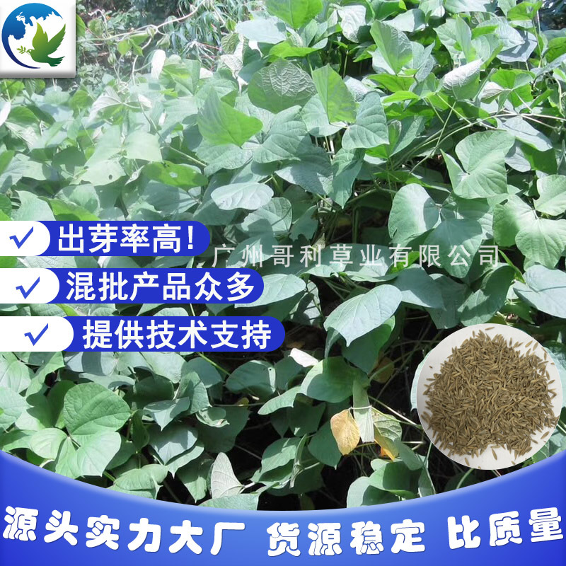 葛藤爬藤类灌木草种子草籽草种籽护坡边坡批耐盐碱易生长绿化
