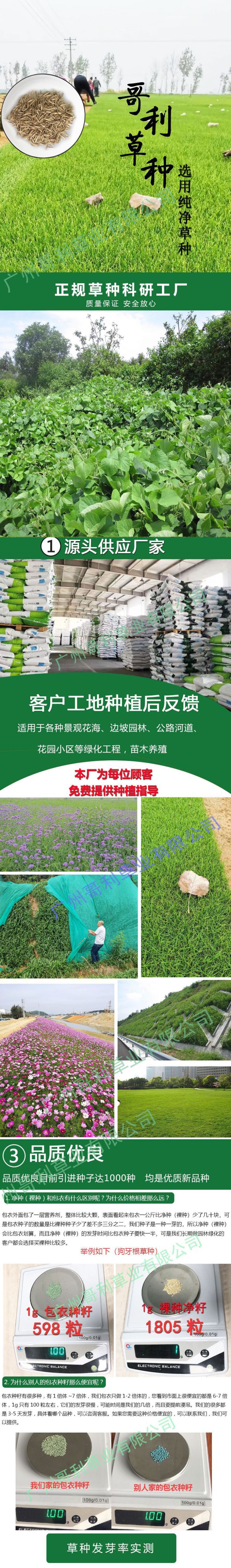葛藤爬藤类灌木草种子草籽草种籽护坡边坡批耐盐碱易生长绿化