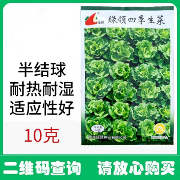 绿领四季生菜种子半直立半结球耐热耐湿抗病