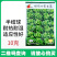 绿领四季生菜种子半直立半结球耐热耐湿抗病