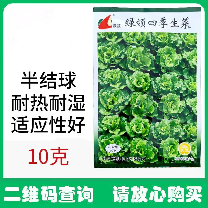 绿领四季生菜种子半直立半结球耐热耐湿抗病