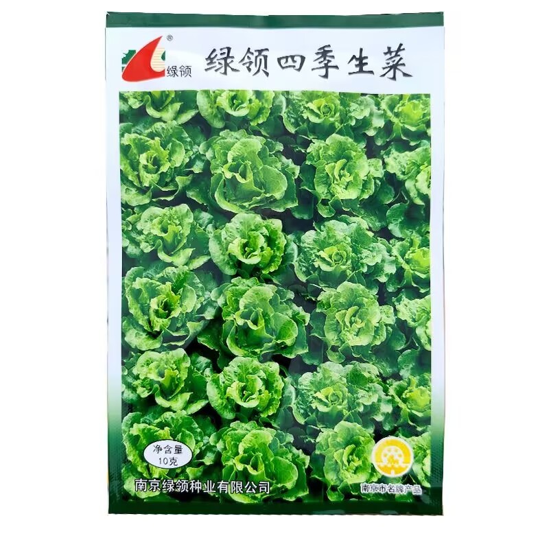 绿领四季生菜种子半直立半结球耐热耐湿抗病