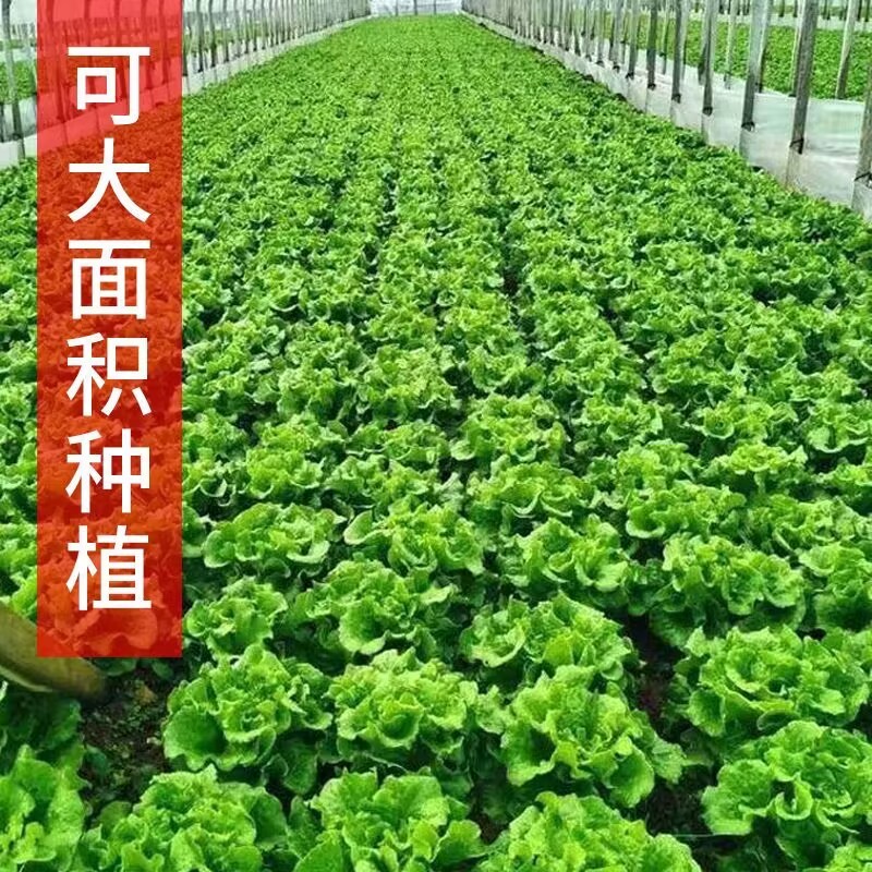 绿领四季生菜种子半直立半结球耐热耐湿抗病