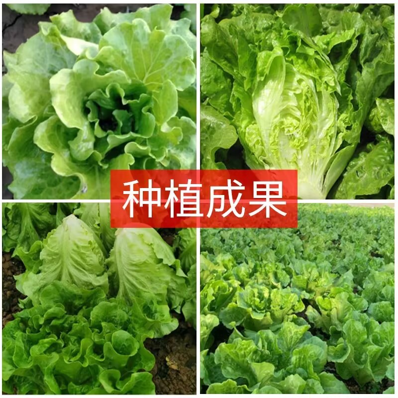 绿领四季生菜种子半直立半结球耐热耐湿抗病