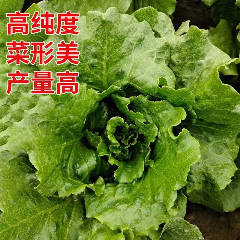 绿领四季生菜种子半直立半结球耐热耐湿抗病