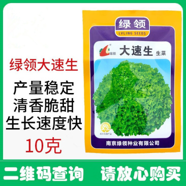 大速生菜种子叶缘深裂生长快清香脆甜无苦味