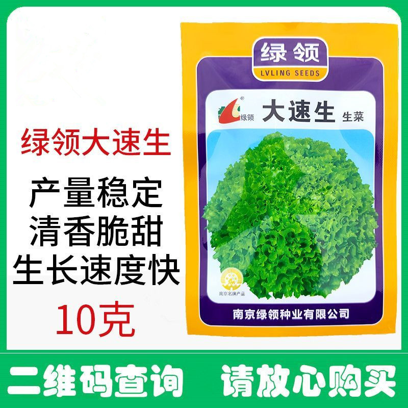 大速生菜种子叶缘深裂生长快清香脆甜无苦味