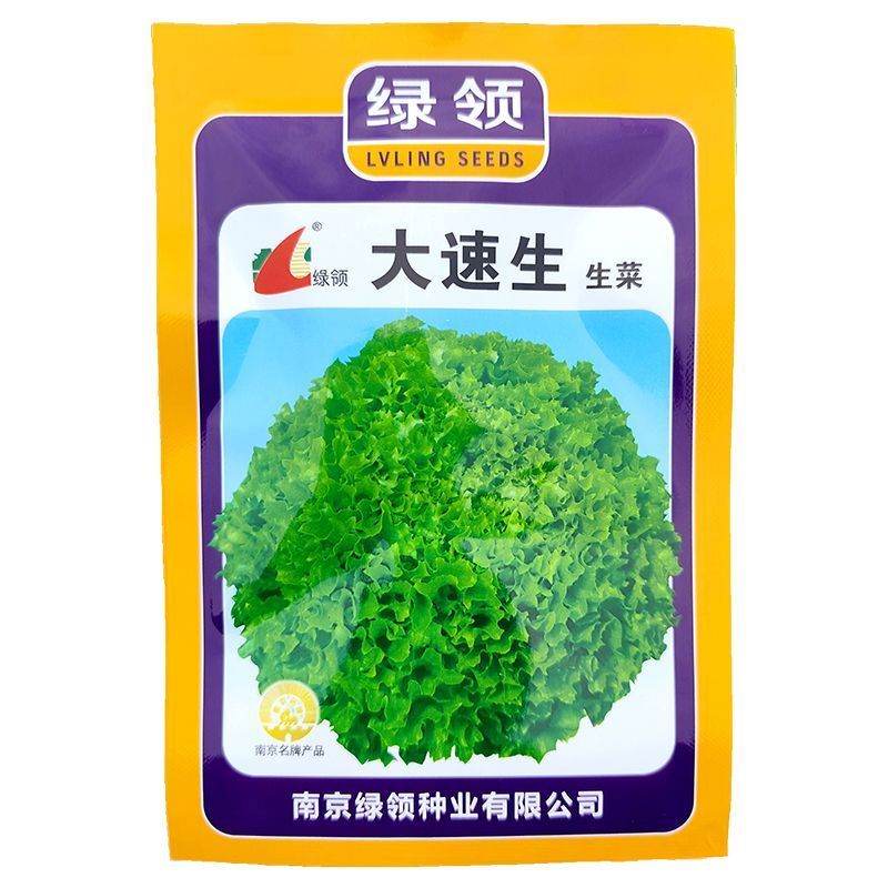 大速生菜种子叶缘深裂生长快清香脆甜无苦味