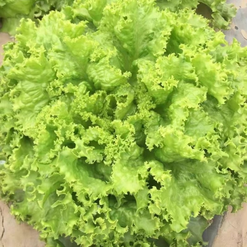 大速生菜种子叶缘深裂生长快清香脆甜无苦味