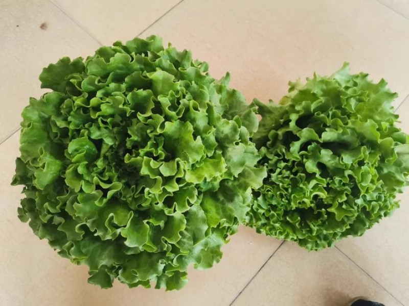 大速生菜种子叶缘深裂生长快清香脆甜无苦味