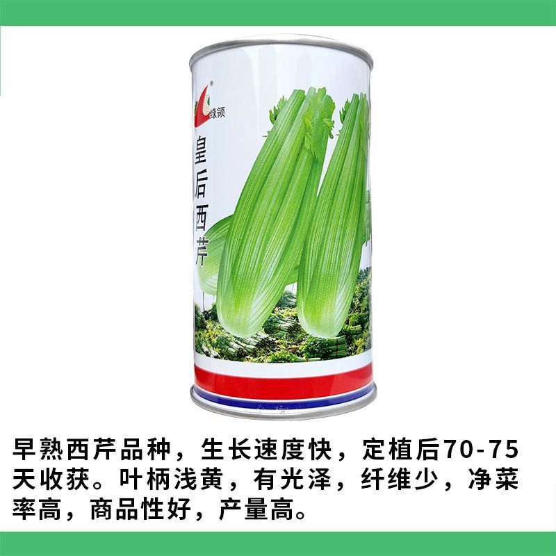 皇后西芹种子早熟西芹叶柄㳀黄净菜率高耐热耐寒