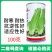 皇后西芹种子早熟西芹叶柄㳀黄净菜率高耐热耐寒