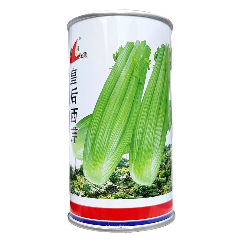 皇后西芹种子早熟西芹叶柄㳀黄净菜率高耐热耐寒