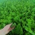 皇后西芹种子早熟西芹叶柄㳀黄净菜率高耐热耐寒