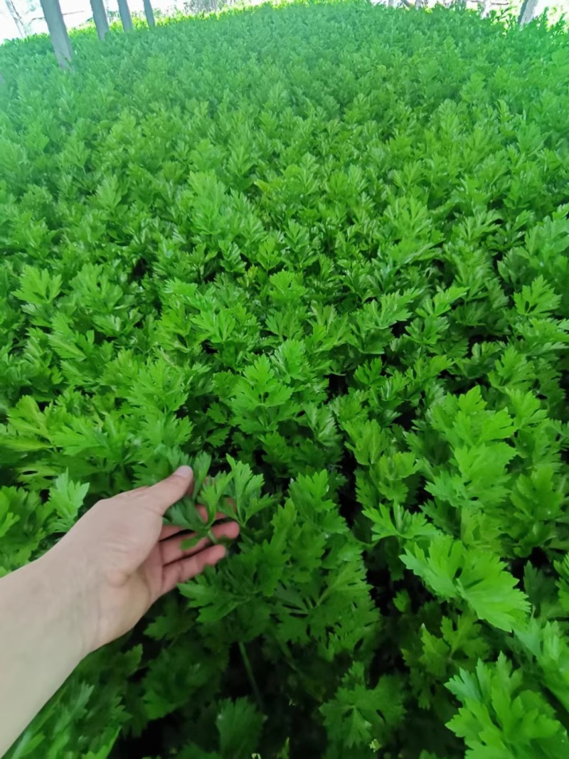 皇后西芹种子早熟西芹叶柄㳀黄净菜率高耐热耐寒