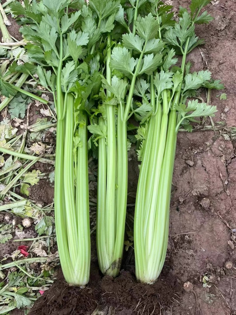 皇后西芹种子早熟西芹叶柄㳀黄净菜率高耐热耐寒