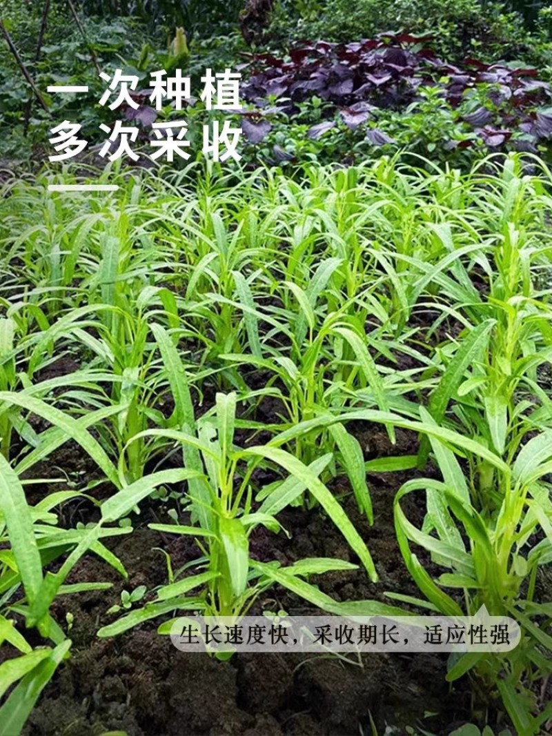 泰国空心菜种子黑籽空心菜种子可水培抗病耐风雨