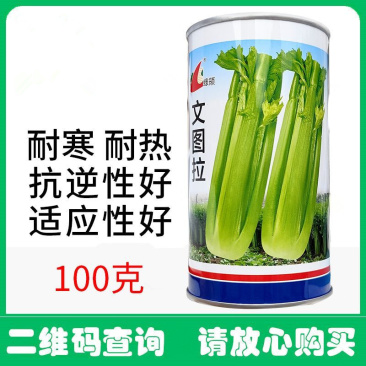 文图拉西芹种子耐热耐寒品质脆嫩