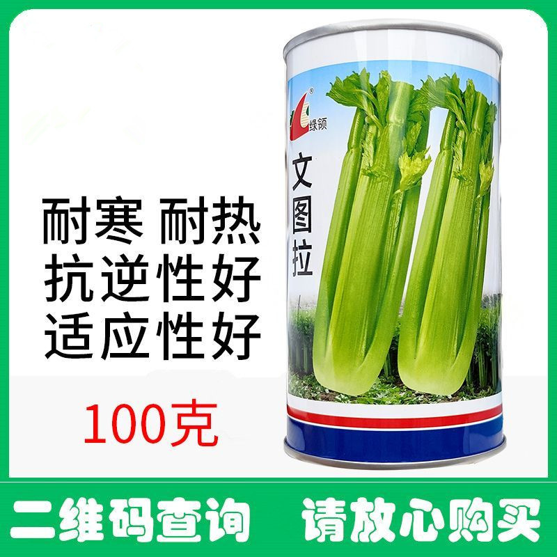 文图拉西芹种子耐热耐寒品质脆嫩