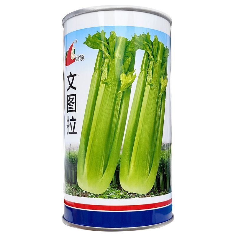 文图拉西芹种子耐热耐寒品质脆嫩