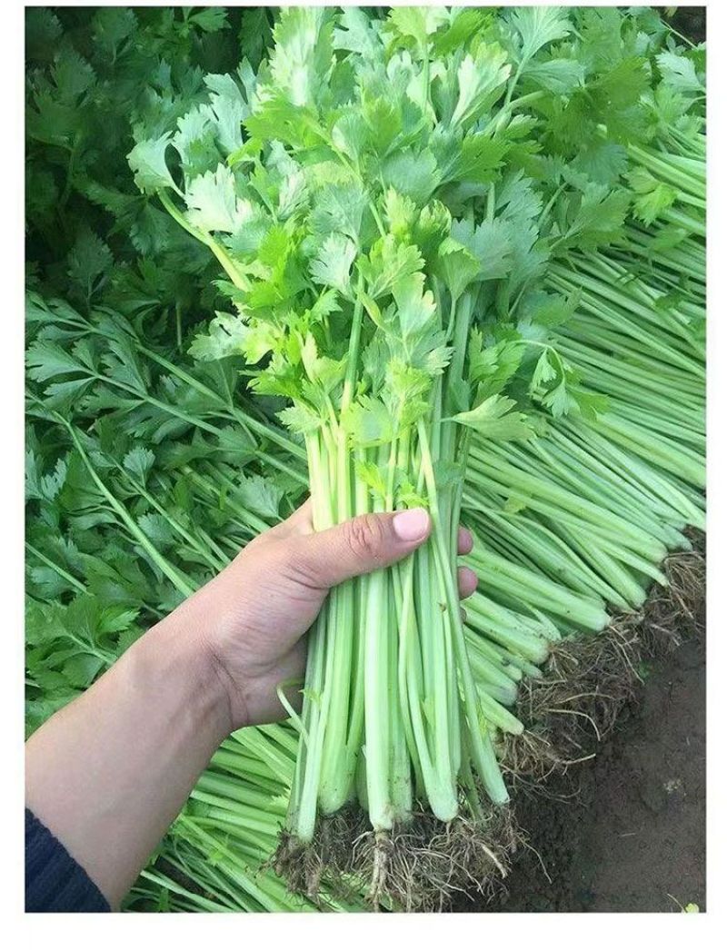 铁杆小香芹种子耐热耐寒品质脆嫩