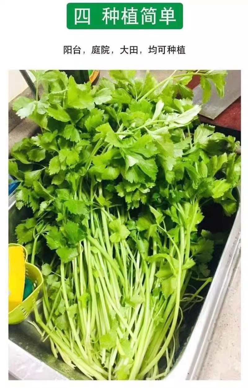 铁杆小香芹种子耐热耐寒品质脆嫩
