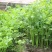 铁杆小香芹种子耐热耐寒品质脆嫩