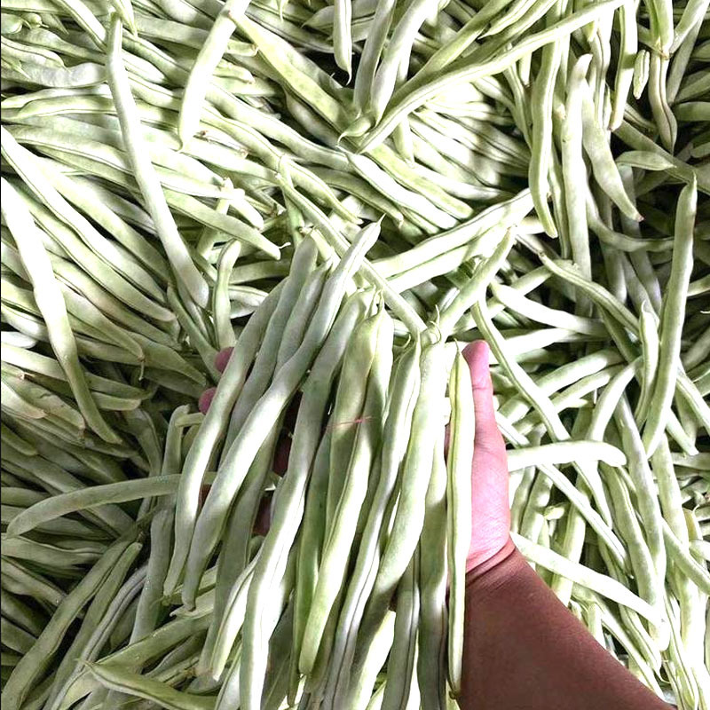 九粒白芸豆种子压趴架十一粒白不老摘不败春秋露地种植