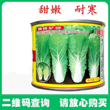 寒美快菜种子甜嫩耐寒油亮抗病耐抽苔