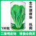 翠绿园青梗快菜种子100g不结球青梗无毛小白菜苗小白菜种