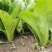 翠绿园青梗快菜种子100g不结球青梗无毛小白菜苗小白菜种