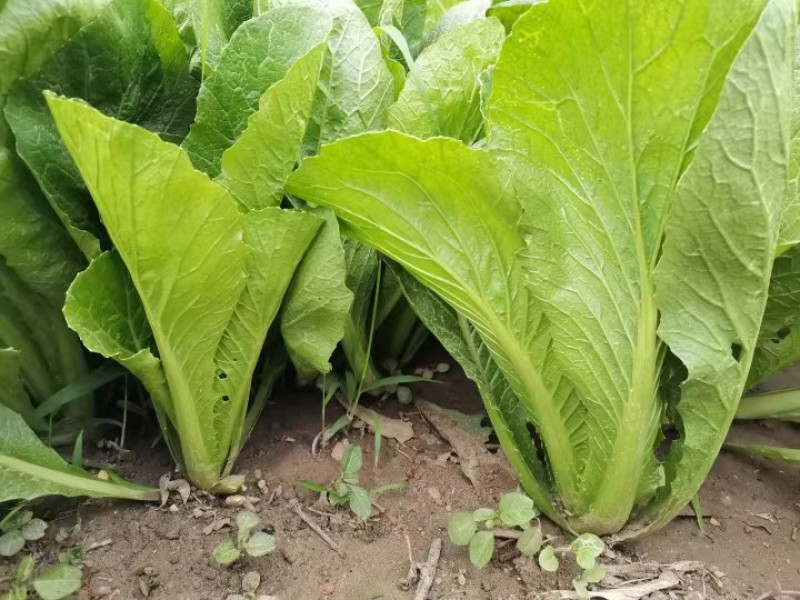 翠绿园青梗快菜种子100g不结球青梗无毛小白菜苗小白菜种